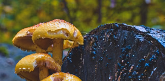 Foraging Frenzy Prompts Toxic Mushroom Warning pexels arweltatty 29053972