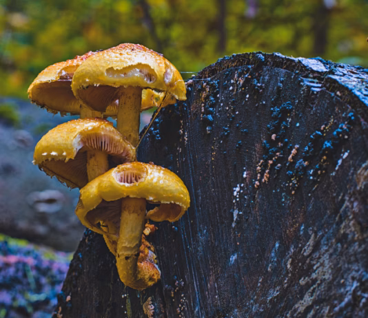 Foraging Frenzy Prompts Toxic Mushroom Warning pexels arweltatty 29053972