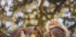 One In Three Not Helping Wildlife – Here’s How To Change That This Autumn pexels lebele 14368714