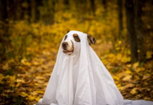 Britain’s Spookiest Dog Walks Revealed pexels mike kutz 2029764819 29124314