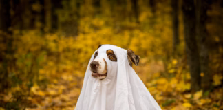 Britain’s Spookiest Dog Walks Revealed pexels mike kutz 2029764819 29124314