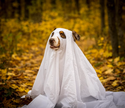 Britain’s Spookiest Dog Walks Revealed pexels mike kutz 2029764819 29124314