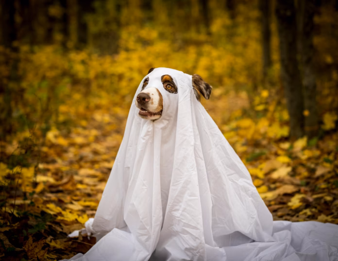 pexels mike kutz 2029764819 29124314