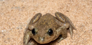 Seven Ways To Help Frogs Hibernate This Autumn & Winter pexels thales13 34257110