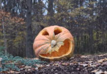 Warning Against Dumping Pumpkins After Use This Halloween photo 1604247317697 6b41453a26d2