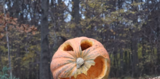 Warning Against Dumping Pumpkins After Use This Halloween photo 1604247317697 6b41453a26d2
