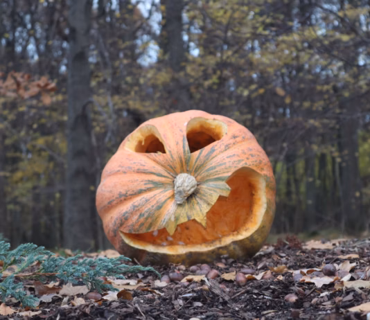 Warning Against Dumping Pumpkins After Use This Halloween photo 1604247317697 6b41453a26d2