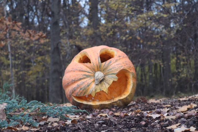 photo 1604247317697 6b41453a26d2