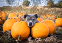 Warning For Pet Owners As Halloween Approaches photo 1648979650864 f7d41459e750