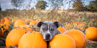 Warning For Pet Owners As Halloween Approaches photo 1648979650864 f7d41459e750