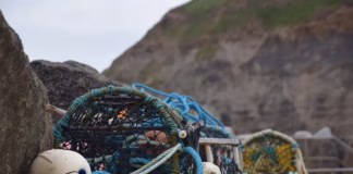 Certificate Of Lawfulness For Shellfish Business sea 4403580 1280