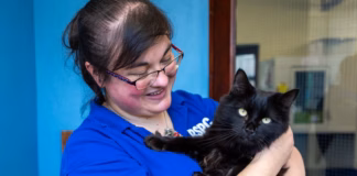 Cat Crisis: Urgent Adoptober Plea As Record 1,700 Cats In RSPCA Care tommy