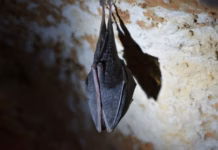 Six Signs Bats Could Be Roosting In Your Loft 0a339ca5 5e7e 4b20 89ca 198fda2b1714