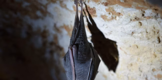 Six Signs Bats Could Be Roosting In Your Loft 0a339ca5 5e7e 4b20 89ca 198fda2b1714
