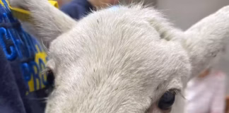 Farmers can be game changers by donating a lamb to support award-winning project Game Change Project lamb2(1)