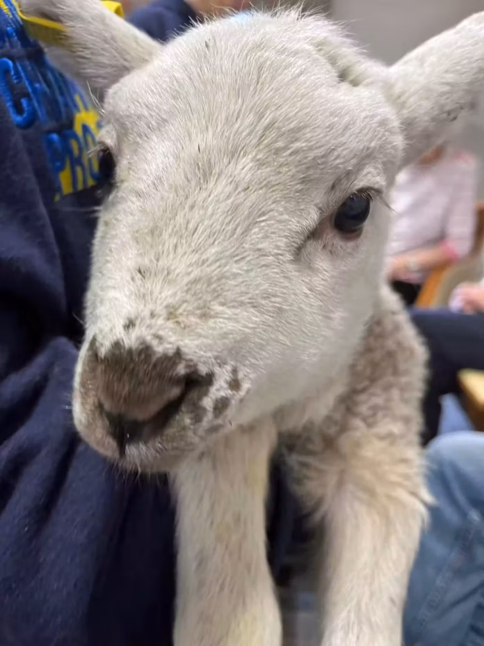 Game Change Project lamb2(1) Game Change Project lamb2(1)