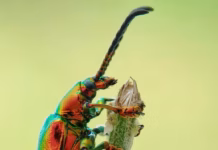 Six Ways Households Can Help Vulnerable Insects Survive Winter pexels bambang suryadi 345297 950327