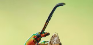 Six Ways Households Can Help Vulnerable Insects Survive Winter pexels bambang suryadi 345297 950327