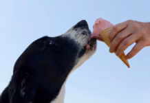 Can My Dog Eat This? The Everyday Foods Pet Owners Are Googling Most pexels bendix 978947