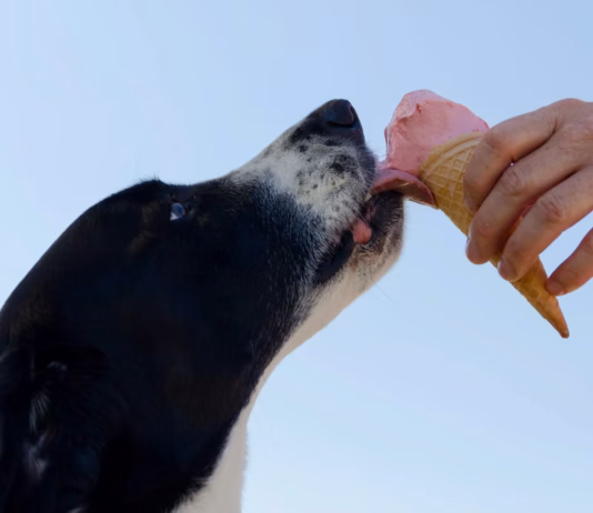 Can My Dog Eat This? The Everyday Foods Pet Owners Are Googling Most pexels bendix 978947