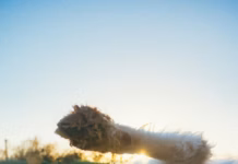 Dogs Trust Warns Owners To Wipe Dog’s Paws After Walks To Avoid Illness photo 1579451487056 e79c432ec63c