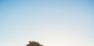 Dogs Trust Warns Owners To Wipe Dog’s Paws After Walks To Avoid Illness photo 1579451487056 e79c432ec63c