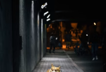 Road Safety Week: Vet Urges Owners To Keep Pets Safe Near Busy Roads photo 1747207319309 d609b9a26f05