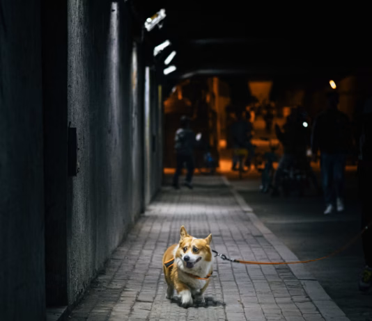 Road Safety Week: Vet Urges Owners To Keep Pets Safe Near Busy Roads photo 1747207319309 d609b9a26f05