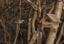 How To Protect Bird Feeders In The Cold 38c0dbda 8492 4659 85e5 83081890f11c