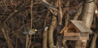 How To Protect Bird Feeders In The Cold 38c0dbda 8492 4659 85e5 83081890f11c