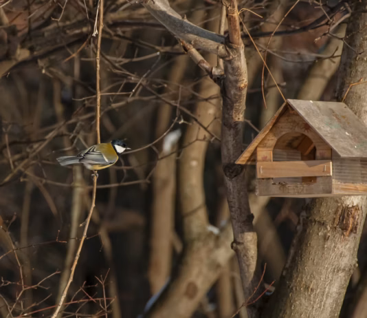 How To Protect Bird Feeders In The Cold 38c0dbda 8492 4659 85e5 83081890f11c