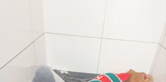 RSPCA Cymru Appeals For Information After Skinny Greyhound Found image 1 (1)