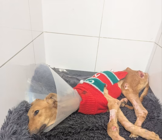 RSPCA Cymru Appeals For Information After Skinny Greyhound Found image 1 (1)