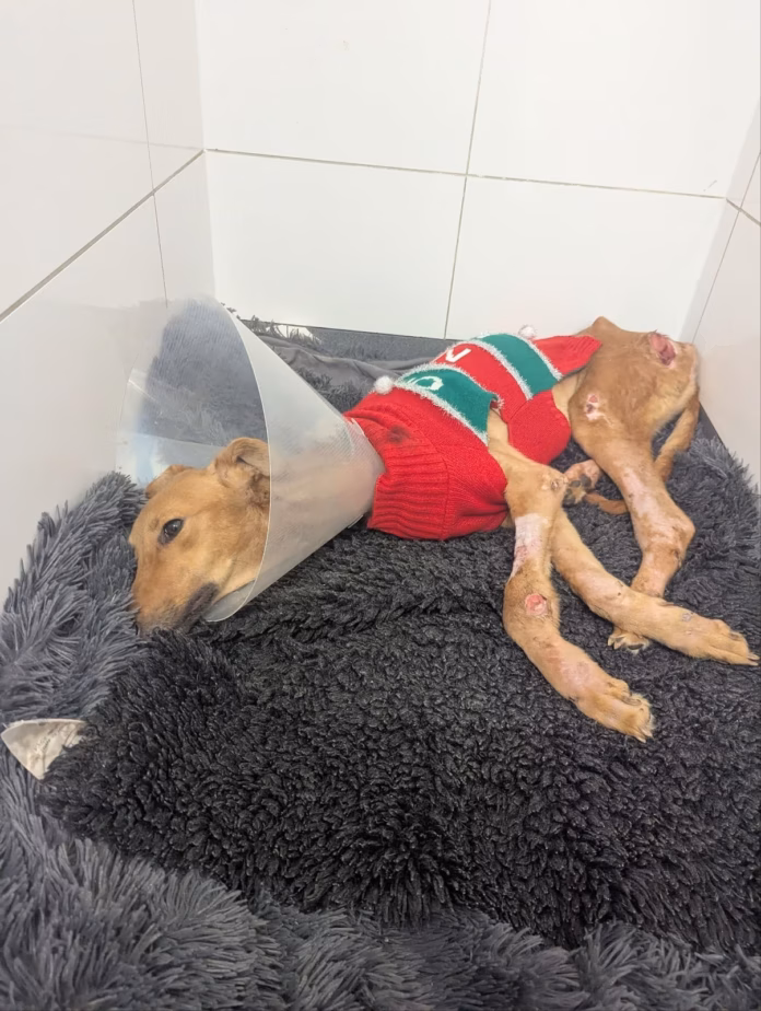 image 1 (1) image 1 (1)