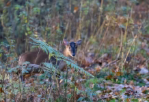 Seven Simple Garden Changes That Could Save Britain’s Wildlife In 2026 uk wildlife