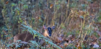 Seven Simple Garden Changes That Could Save Britain’s Wildlife In 2026 uk wildlife