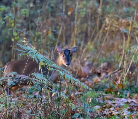 Seven Simple Garden Changes That Could Save Britain’s Wildlife In 2026 uk wildlife