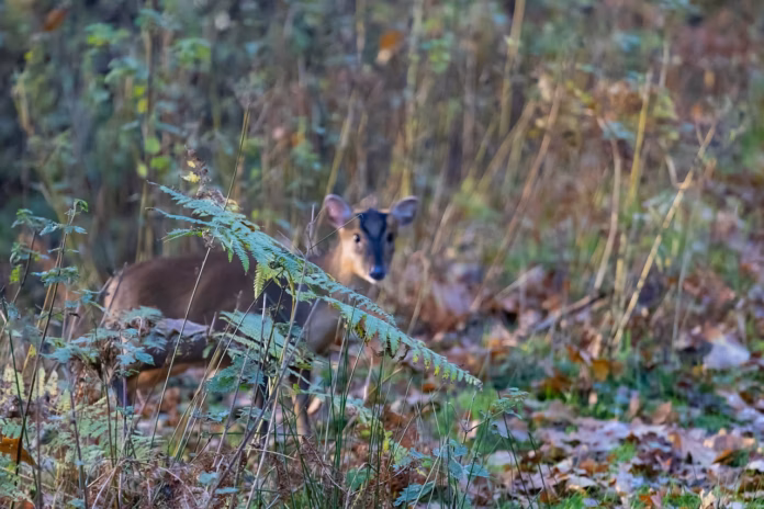 uk wildlife uk wildlife