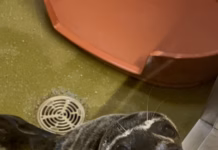 Seal Pup Who Travelled 120km In Four Days Now At RSPCA Wildlife Centre Muse at West Hatch