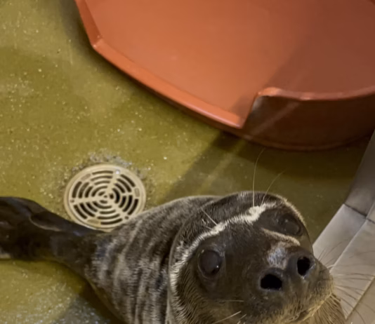 Seal Pup Who Travelled 120km In Four Days Now At RSPCA Wildlife Centre Muse at West Hatch