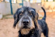 Dogs Trust Cardiff Is Ready To Help More Dogs Find Homes In 2026 Reggie Dogs Trust Cardiff