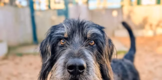 Dogs Trust Cardiff Is Ready To Help More Dogs Find Homes In 2026 Reggie Dogs Trust Cardiff