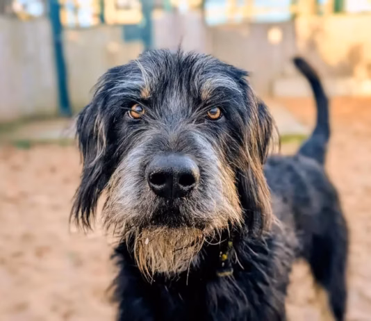 Dogs Trust Cardiff Is Ready To Help More Dogs Find Homes In 2026 Reggie Dogs Trust Cardiff