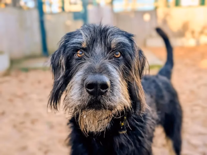 Reggie Dogs Trust Cardiff
