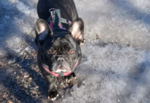 Cold Snap Caution: Dogs Trust Cardiff Warns Owners To Keep Dogs Off Ice photo 1562184012 1dbf479c4927