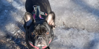 Cold Snap Caution: Dogs Trust Cardiff Warns Owners To Keep Dogs Off Ice photo 1562184012 1dbf479c4927