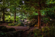 Boost Your Wellbeing This Winter By Forest Bathing In UK Woodlands photo 1586015953542 ccf1daf27c80