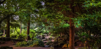 Boost Your Wellbeing This Winter By Forest Bathing In UK Woodlands photo 1586015953542 ccf1daf27c80