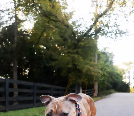 Protect Your Pooch From Toxic Grit On Roads This Winter photo 1756685053718 c931aa48397d