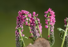 Seven Simple Garden Changes That Could Save Britain’s Wildlife In 2026 premium photo 1664299039106 2d519534d0a5